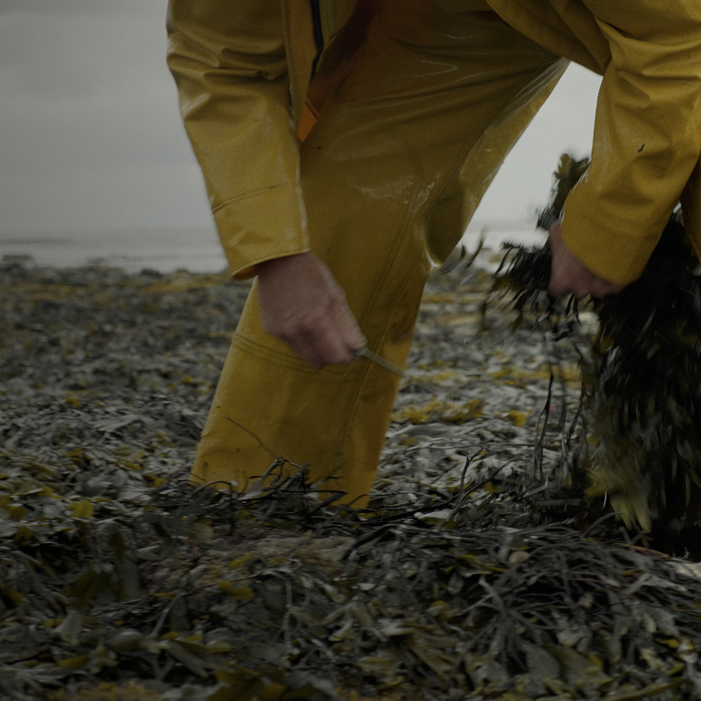 A man harvesting seaweed