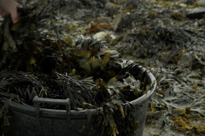 Overflowing bucket of seaweed