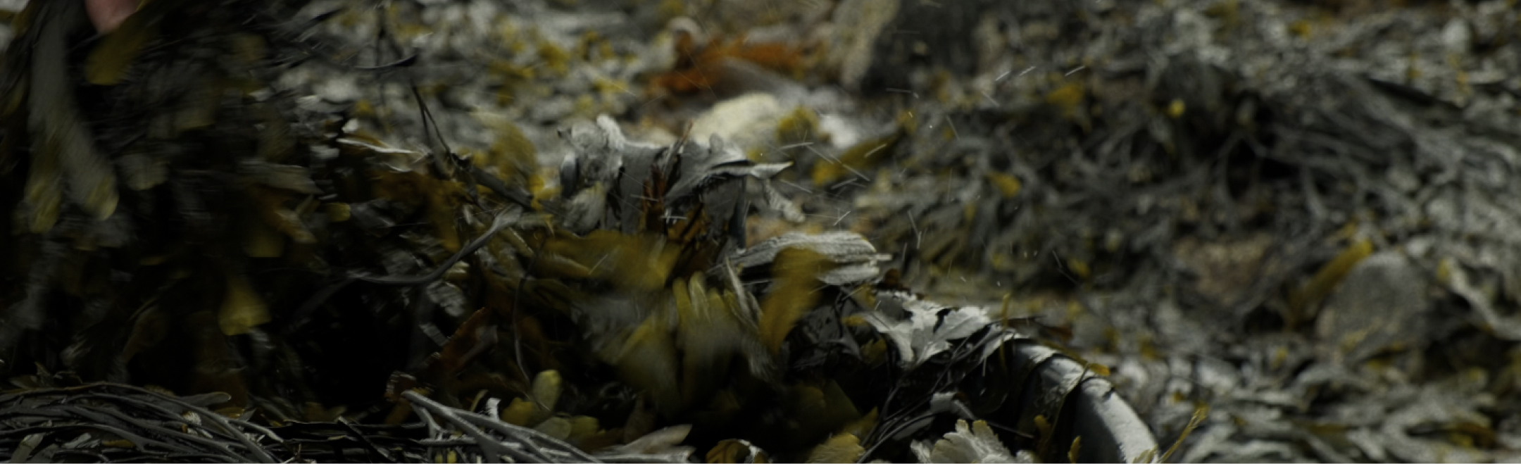 Bucket of seaweed overflowing