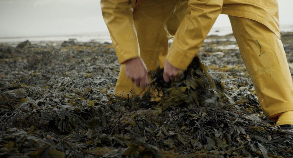 A man harvests seaweed on the shore