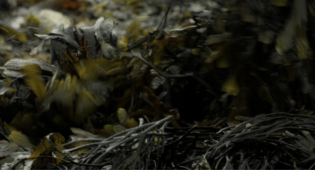 Seaweed on the shore