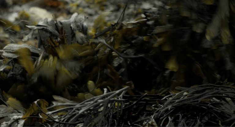 Seaweed on the shore