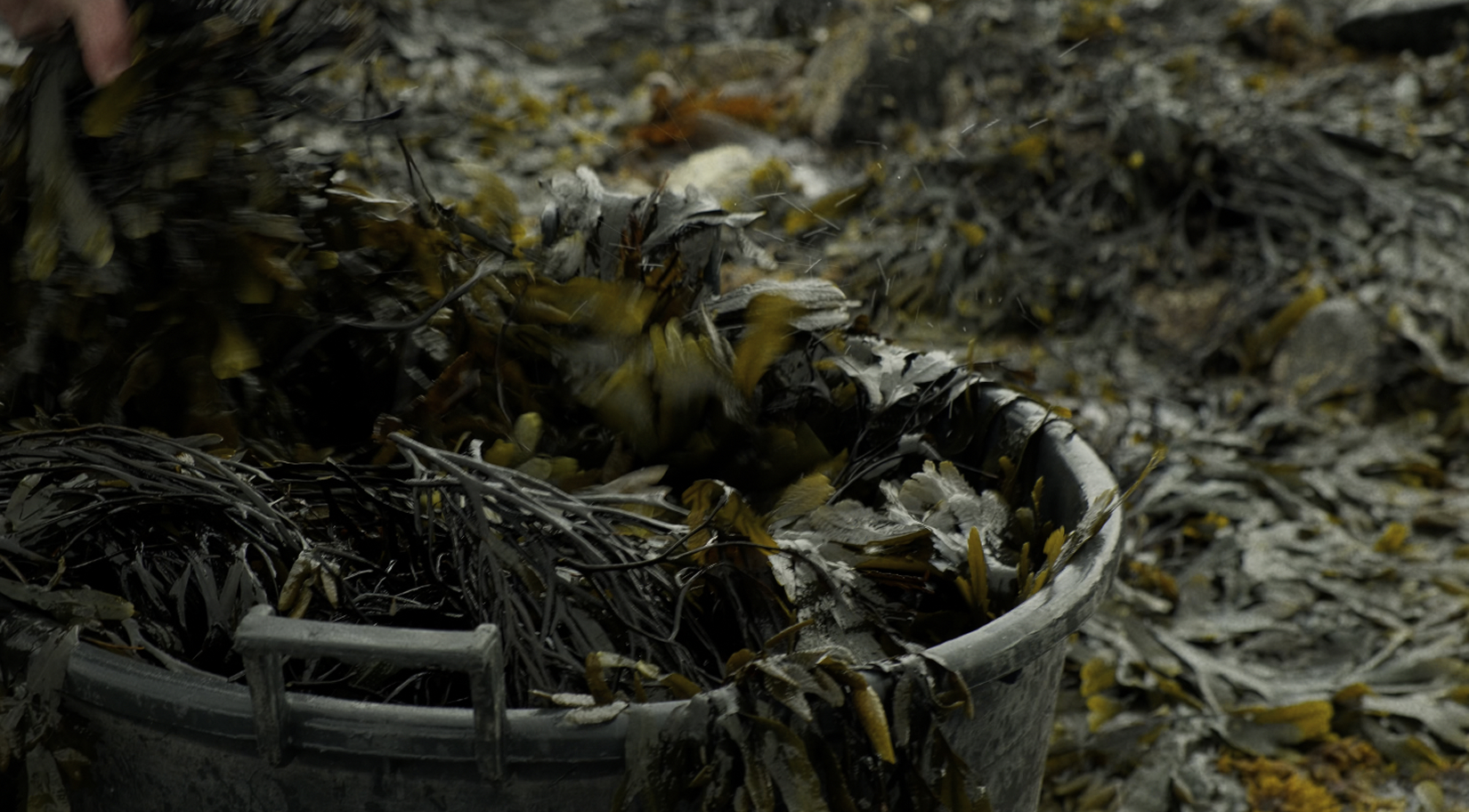 Overflowing bucket of seaweed on the shore