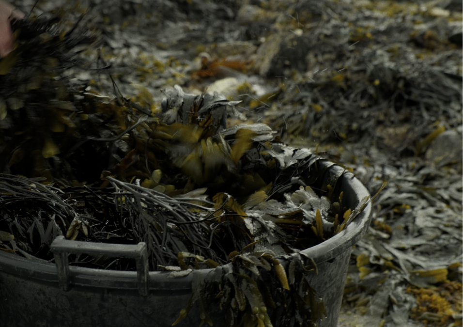 A bucket overflowing with seaweed