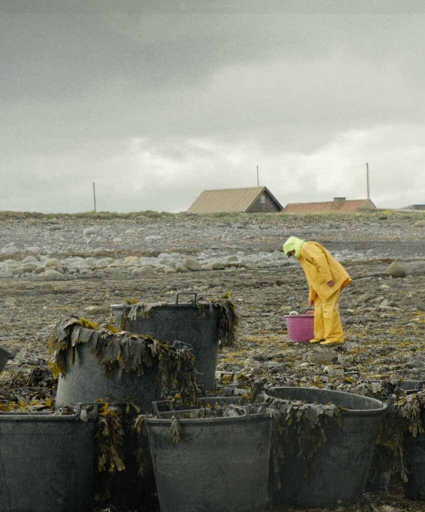 Seaweed being harvested by hand on the Sligo coast