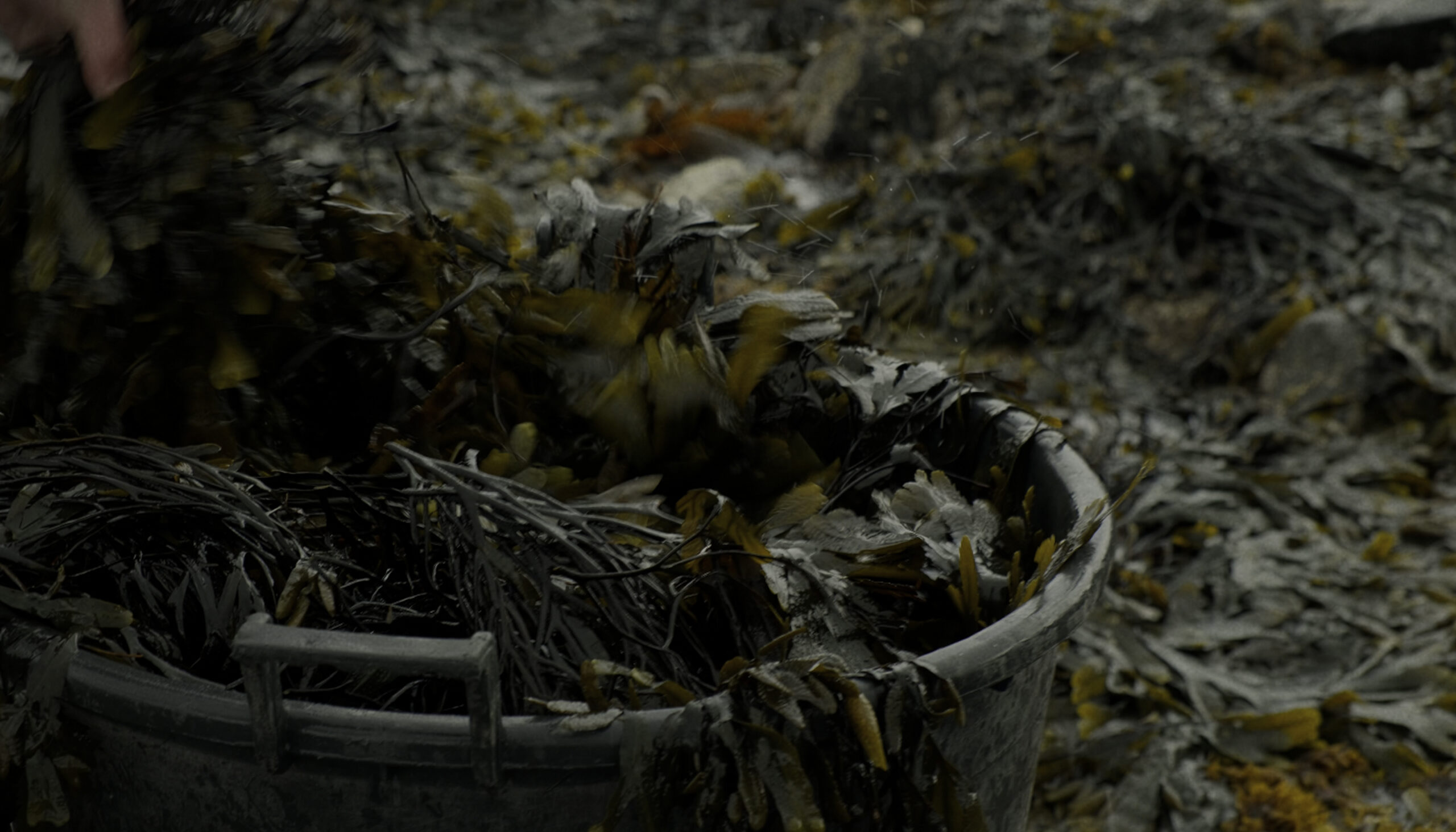 Seaweed overflowing a bucket